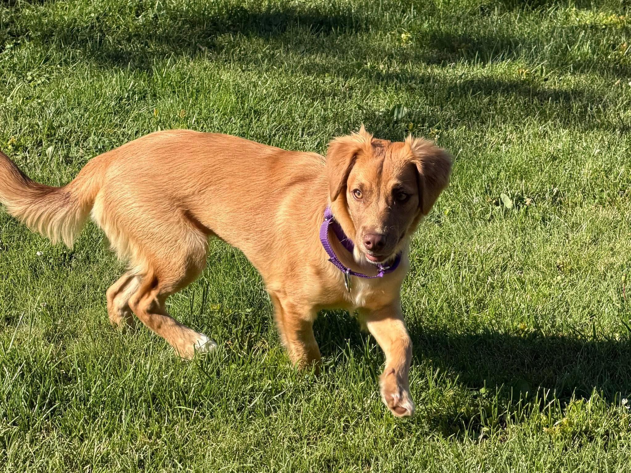 Enlarge Hope, a ADOPTABLE Terrier in McHenry, IL image 3/4
