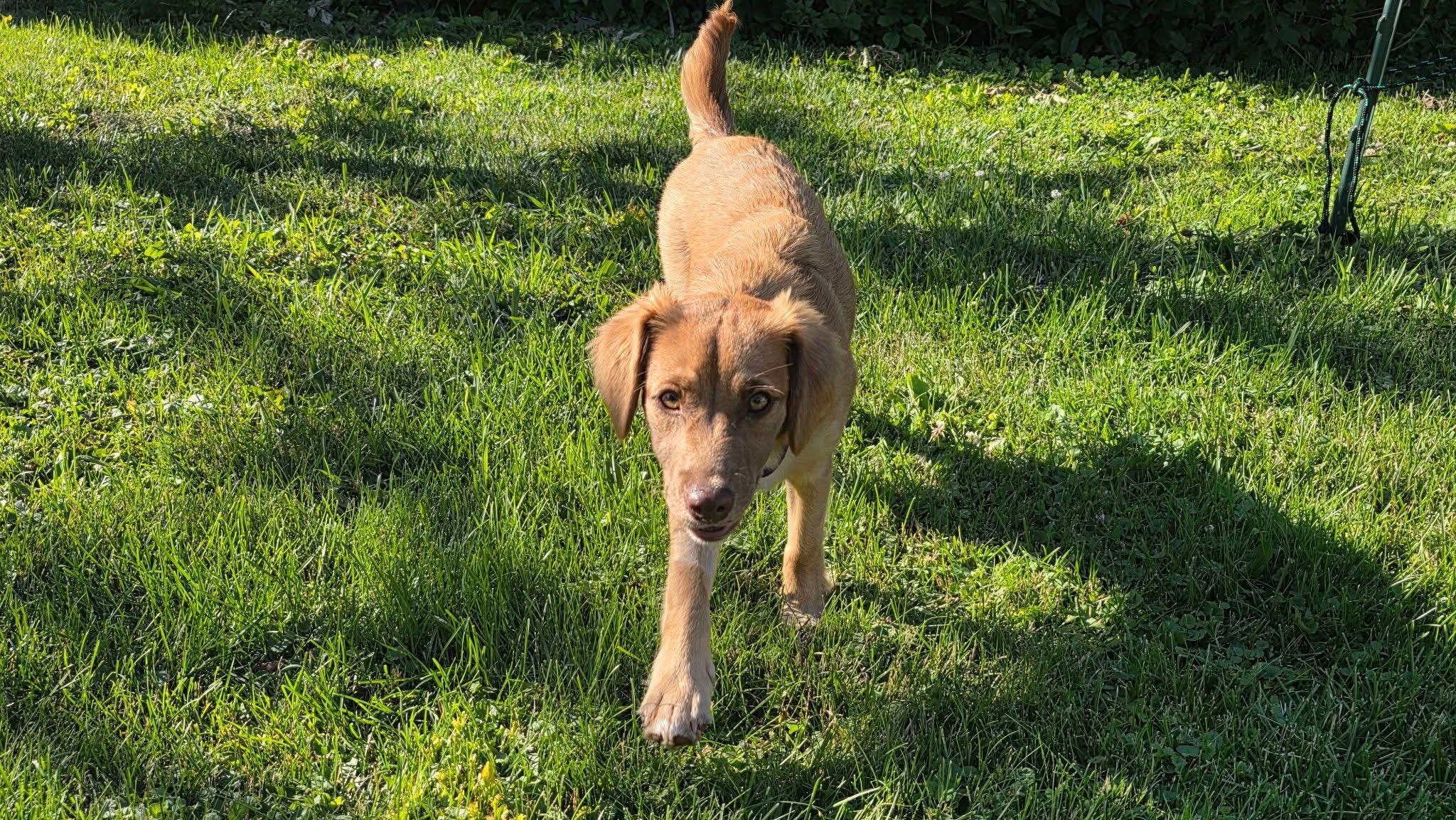 Enlarge Hope, a ADOPTABLE Terrier in McHenry, IL image 2/4