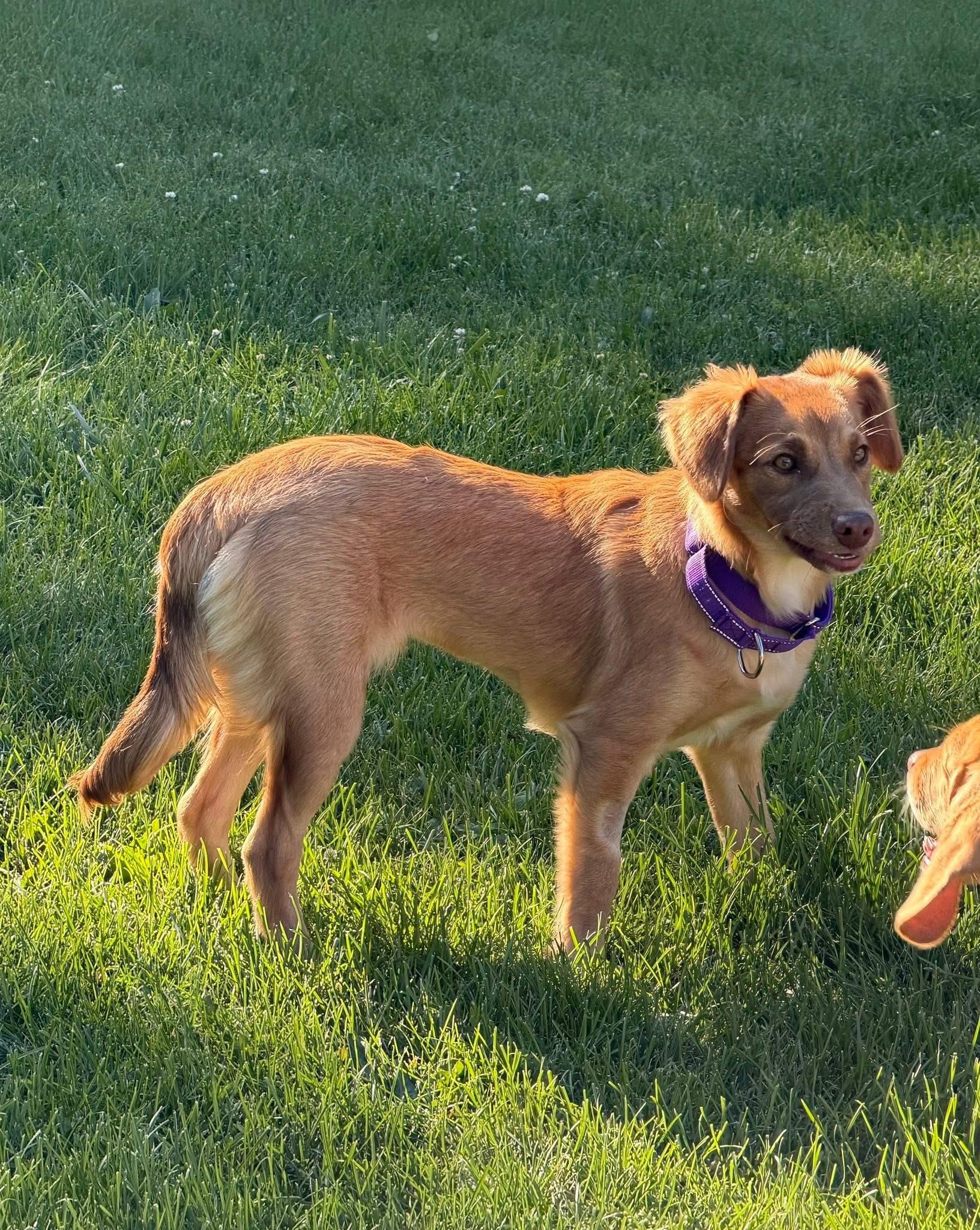 Enlarge Hope, a ADOPTABLE Terrier in McHenry, IL image 1/4