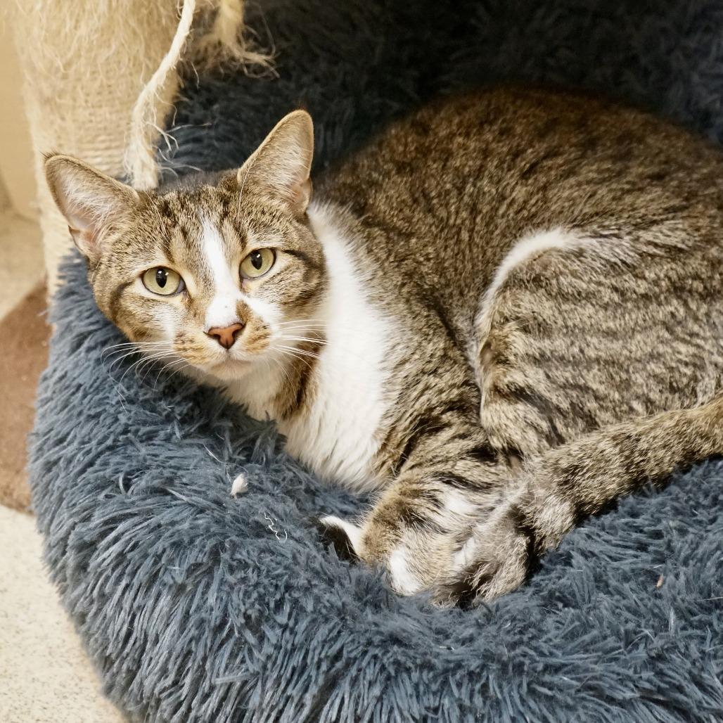 Enlarge Kristopher, a Adoptable Domestic Short Hair in Naperville, IL image 1/6