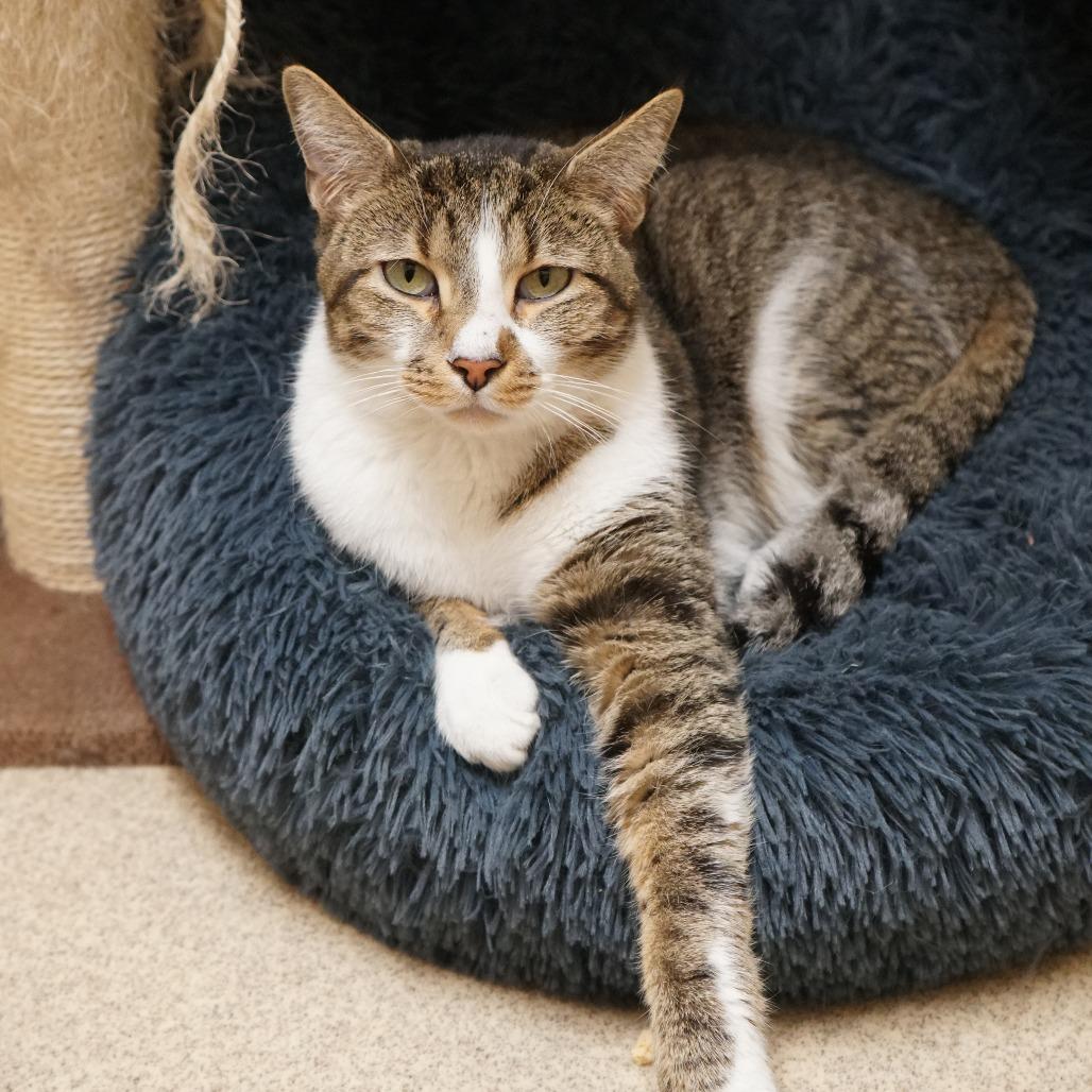 Enlarge Kristopher, a Adoptable Domestic Short Hair in Naperville, IL image 2/6