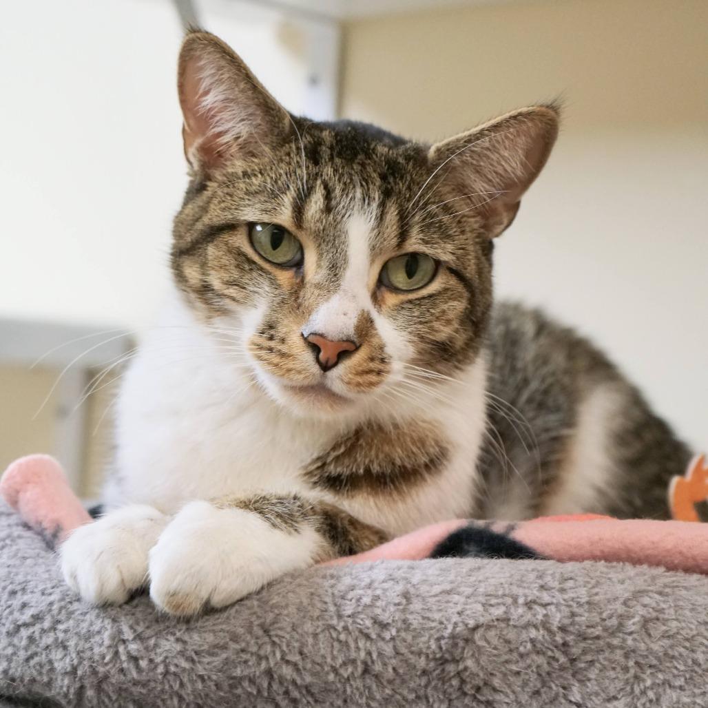 Enlarge Kristopher, a Adoptable Domestic Short Hair in Naperville, IL image 3/6
