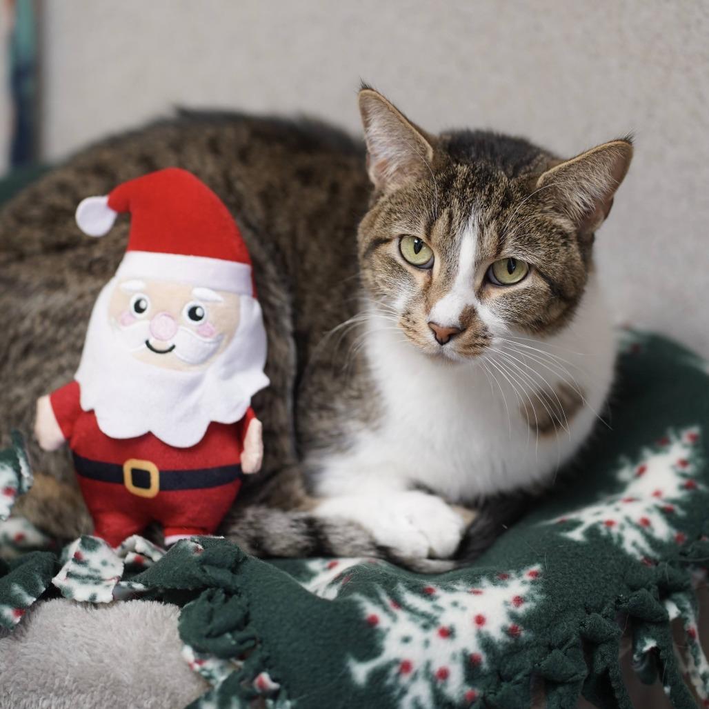 Enlarge Kristopher, a Adoptable Domestic Short Hair in Naperville, IL image 5/6