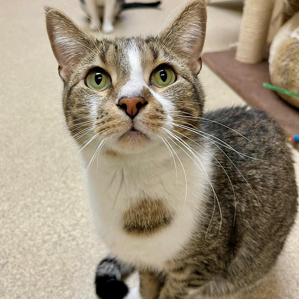 Enlarge Kristopher, a Adoptable Domestic Short Hair in Naperville, IL image 6/6