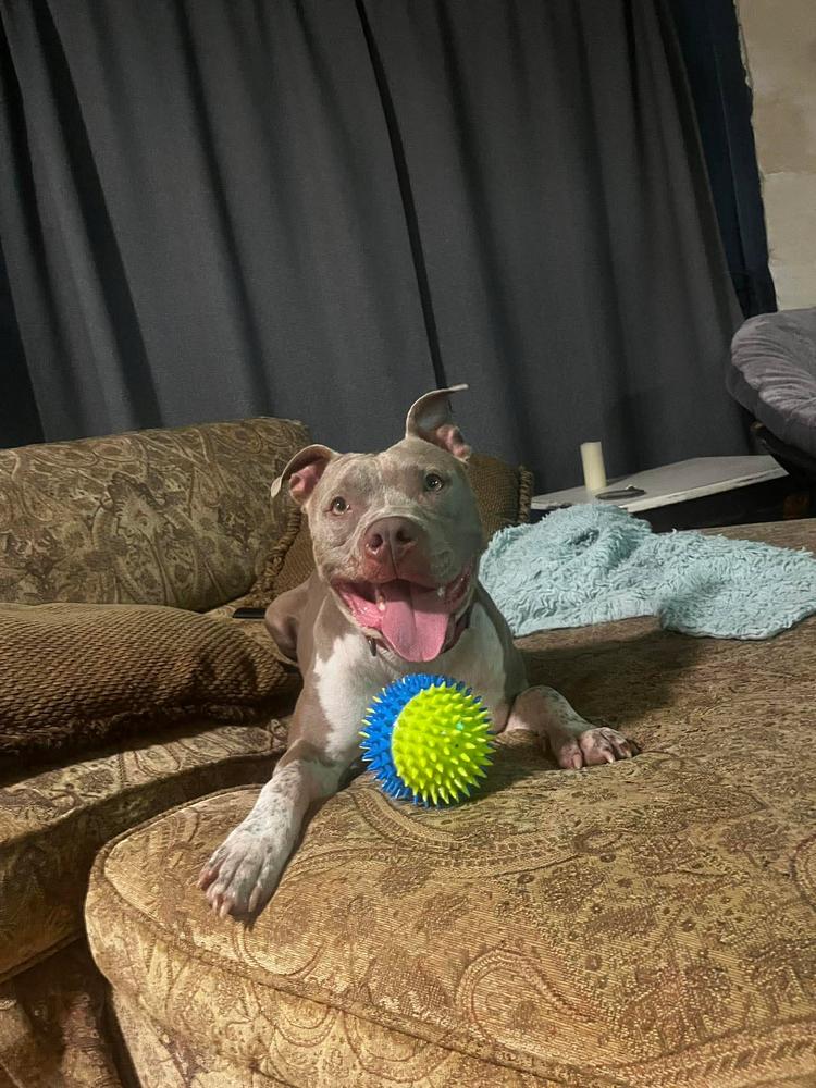Enlarge Truck Stop (truckie), a Adoptable mixed breed in TULSA, OK image 1/5