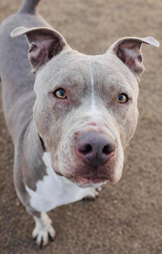 Enlarge Truck Stop (truckie), a Adoptable mixed breed in TULSA, OK image 2/5