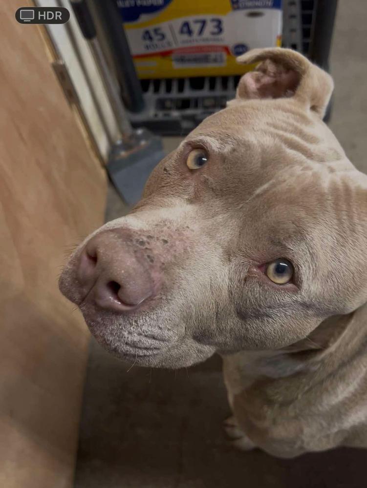 Enlarge Truck Stop (truckie), a Adoptable mixed breed in TULSA, OK image 3/5