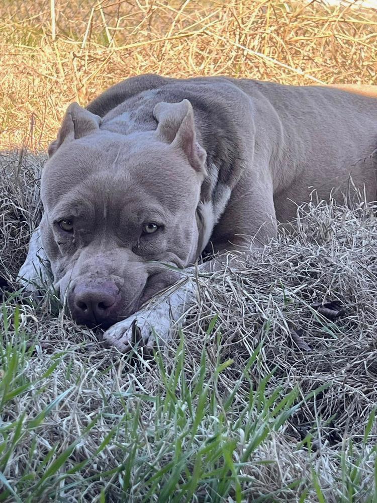 Enlarge Truck Stop (truckie), a Adoptable mixed breed in TULSA, OK image 4/5