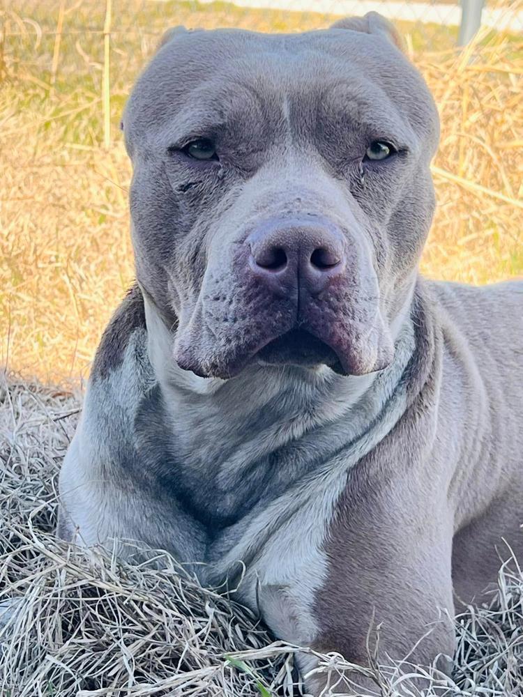 Enlarge Truck Stop (truckie), a Adoptable mixed breed in TULSA, OK image 5/5