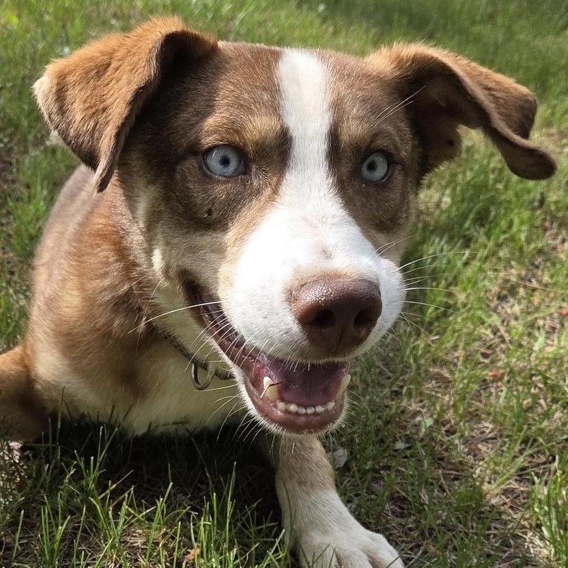 Forest Gump, a ADOPTABLE mixed breed in Park Rapids, MN image 6/6