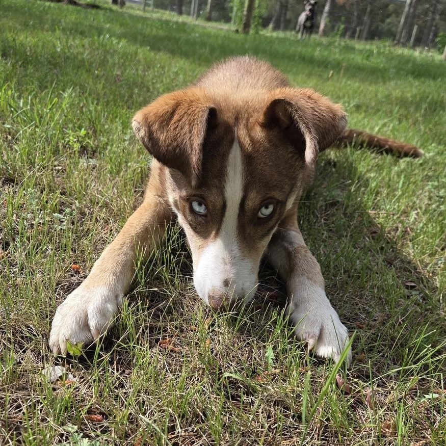 Forest Gump, a ADOPTABLE mixed breed in Park Rapids, MN image 2/6