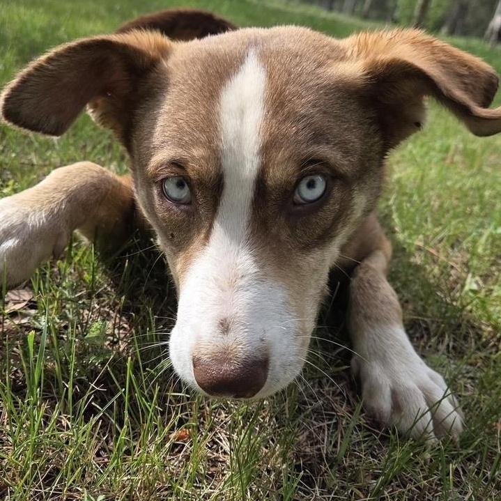 Forest Gump, a ADOPTABLE mixed breed in Park Rapids, MN image 3/6