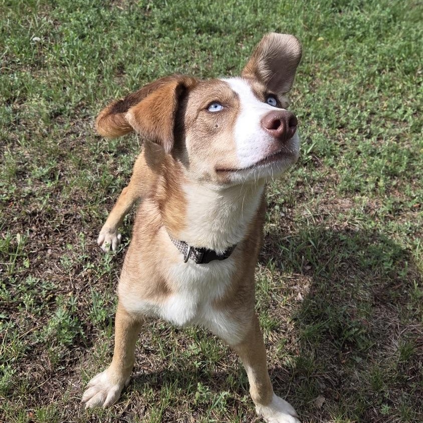 Forest Gump, a ADOPTABLE mixed breed in Park Rapids, MN image 1/6