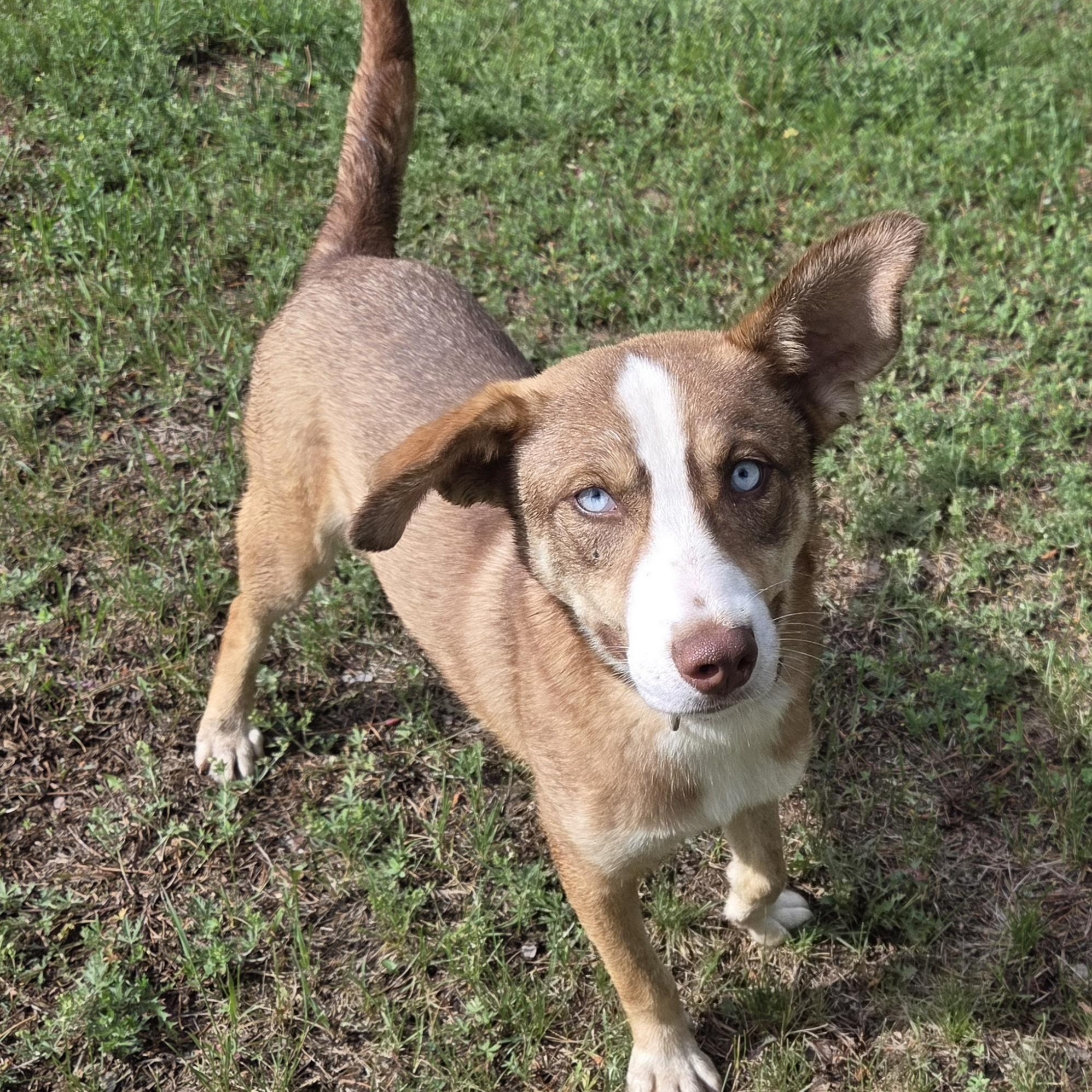 Forest Gump, a ADOPTABLE mixed breed in Park Rapids, MN image 4/6