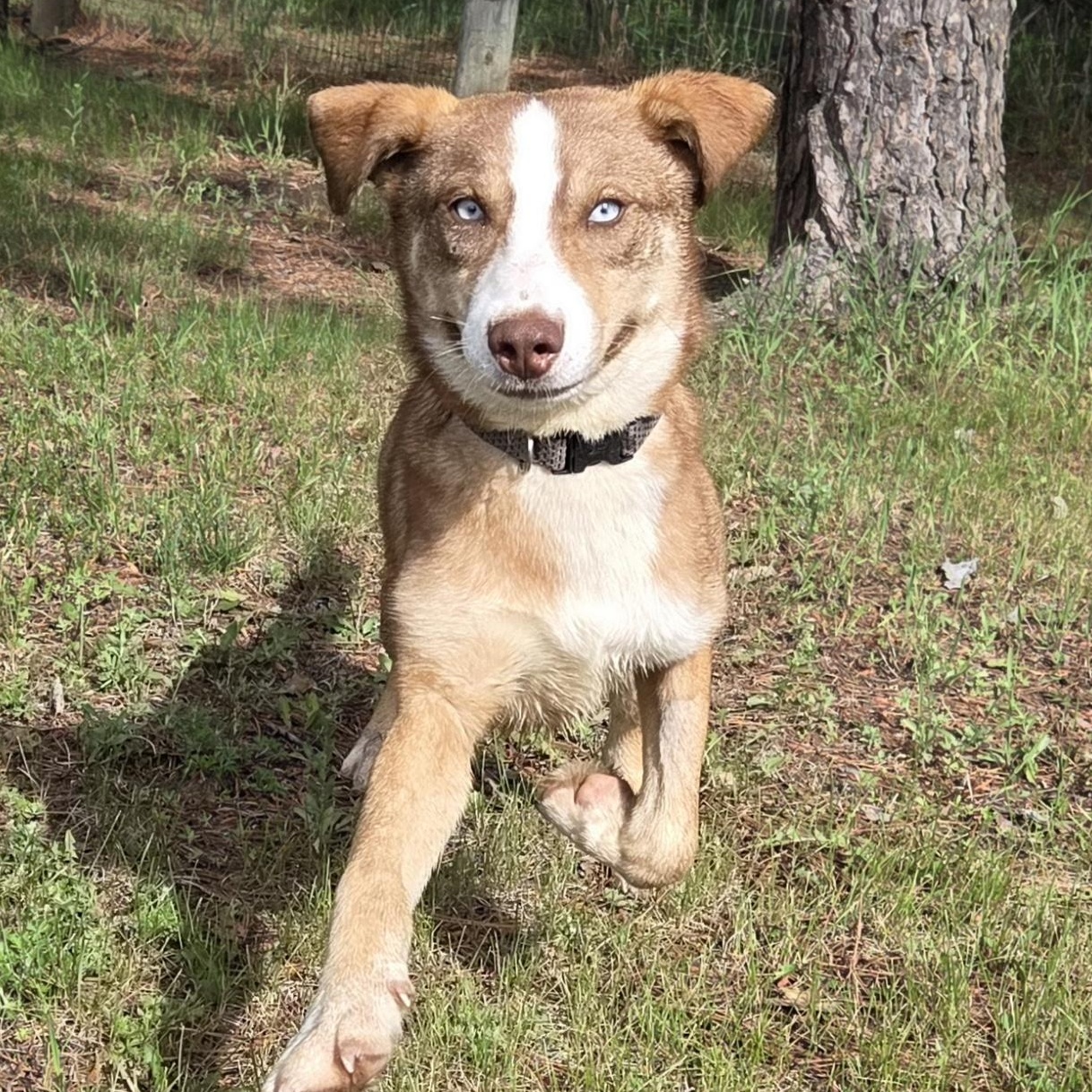 Forest Gump, a ADOPTABLE mixed breed in Park Rapids, MN image 5/6