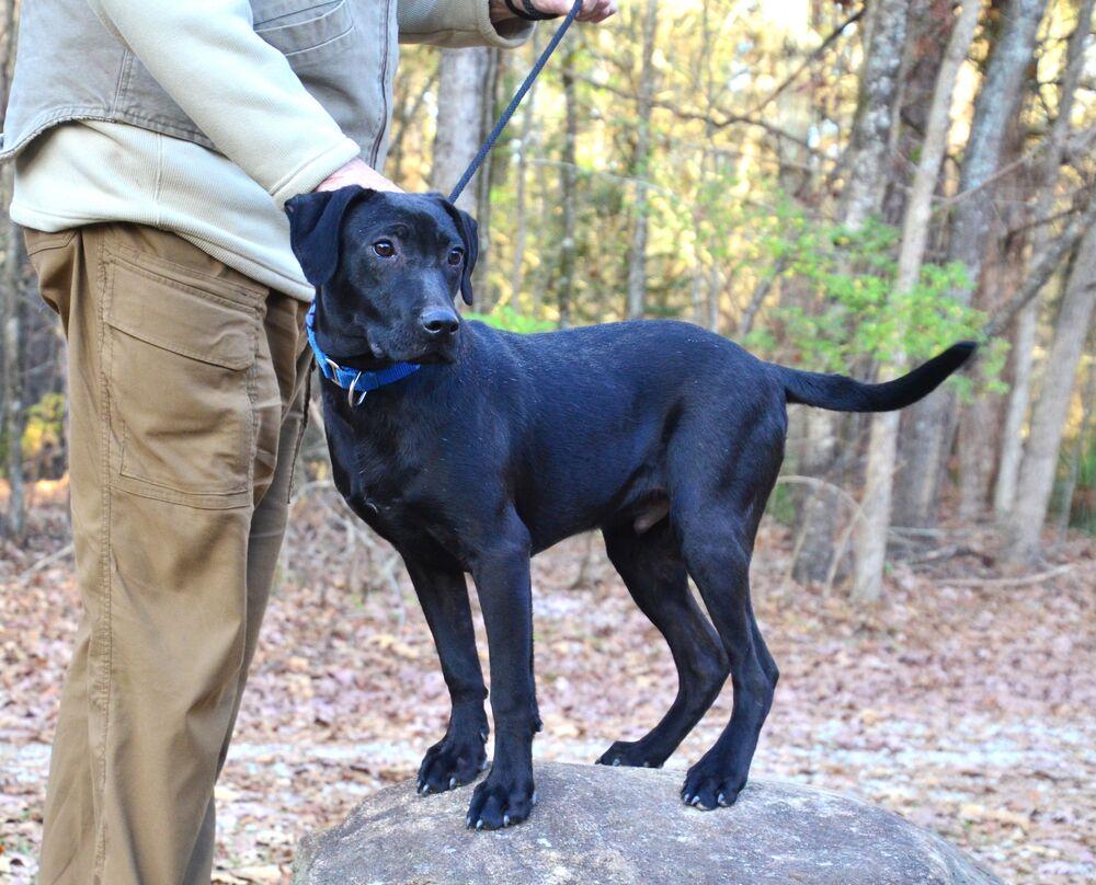 Enlarge Bobby, a Adoptable mixed breed in Willingboro, NJ image 2/6