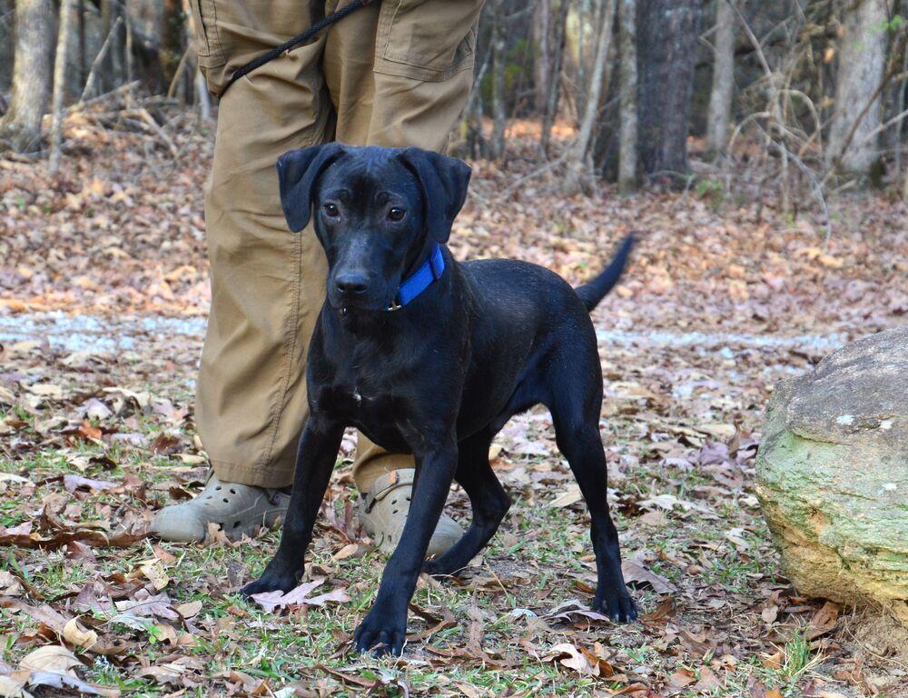 Enlarge Bobby, a Adoptable mixed breed in Willingboro, NJ image 3/6
