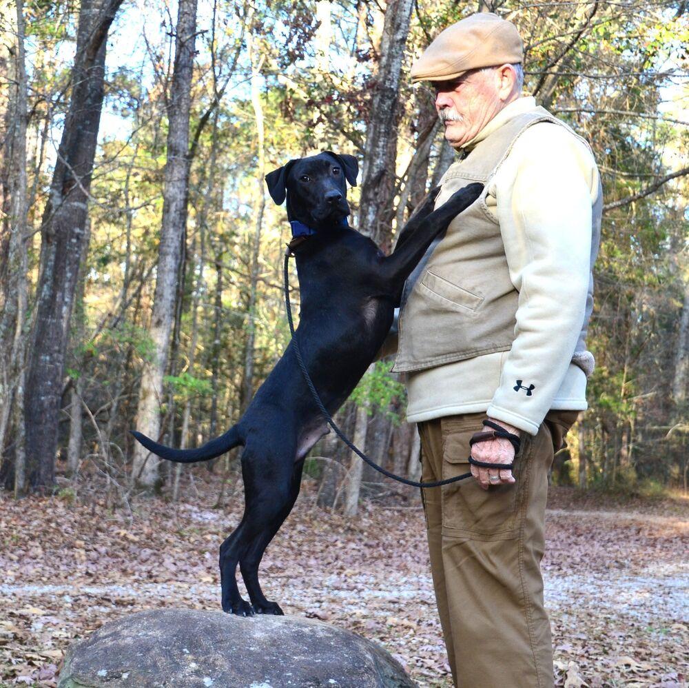 Enlarge Bobby, a Adoptable mixed breed in Willingboro, NJ image 4/6