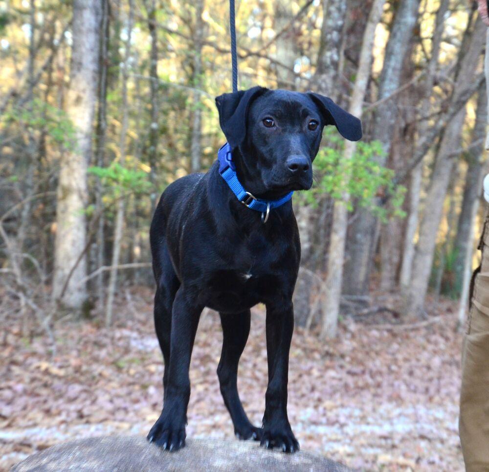 Enlarge Bobby, a Adoptable mixed breed in Willingboro, NJ image 5/6