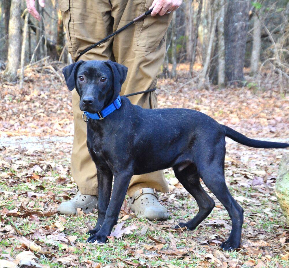 Enlarge Bobby, a Adoptable mixed breed in Willingboro, NJ image 6/6