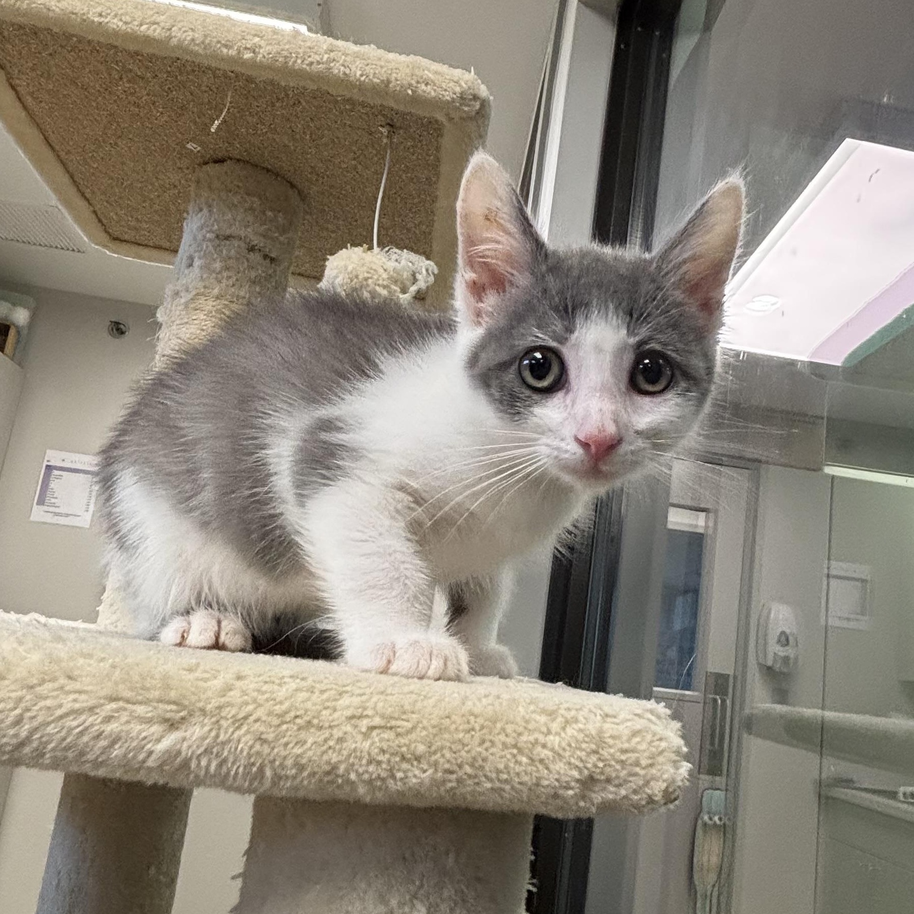 Enlarge Santitas, a ADOPTABLE Domestic Short Hair in Liberty, MO image 1/4
