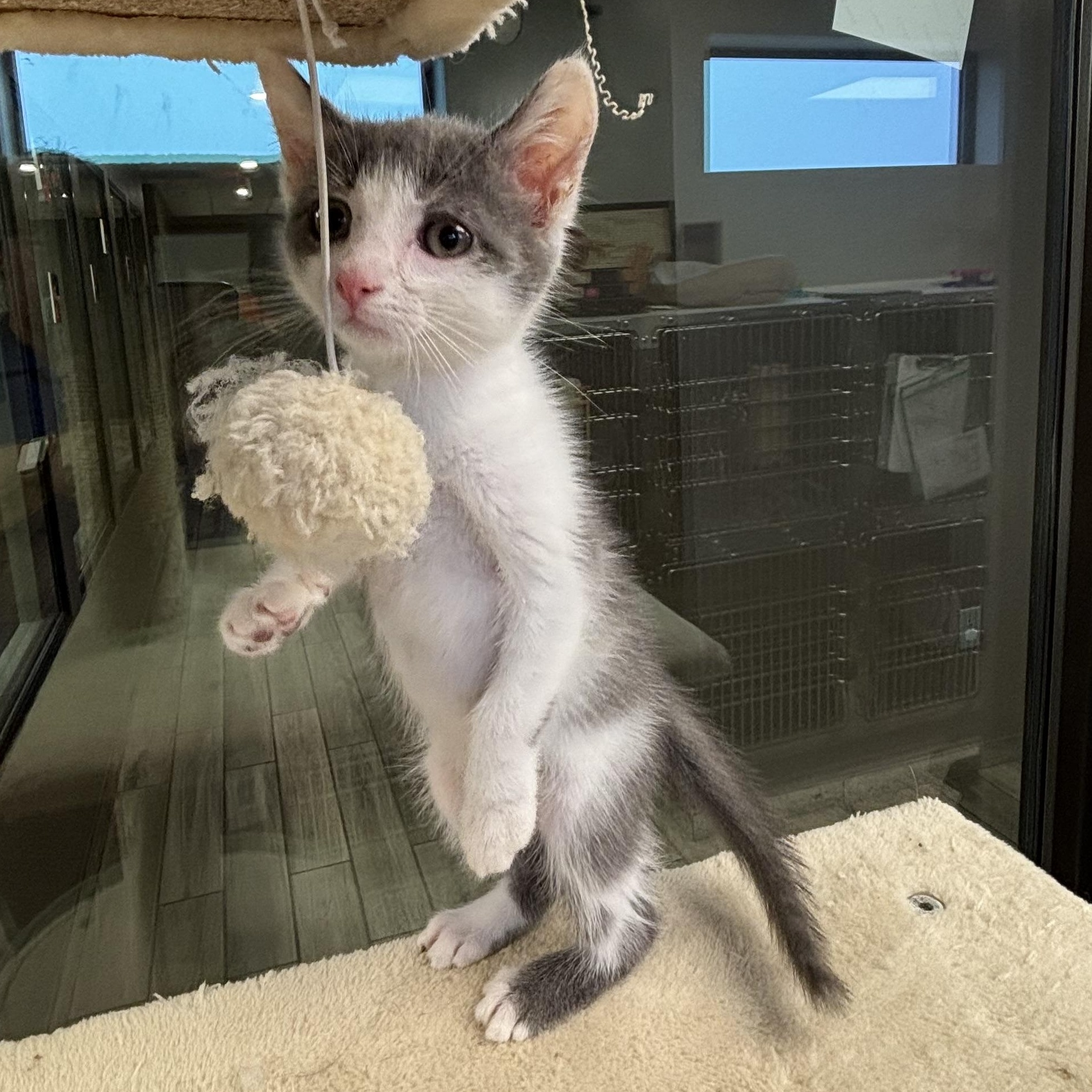 Enlarge Santitas, a ADOPTABLE Domestic Short Hair in Liberty, MO image 2/4