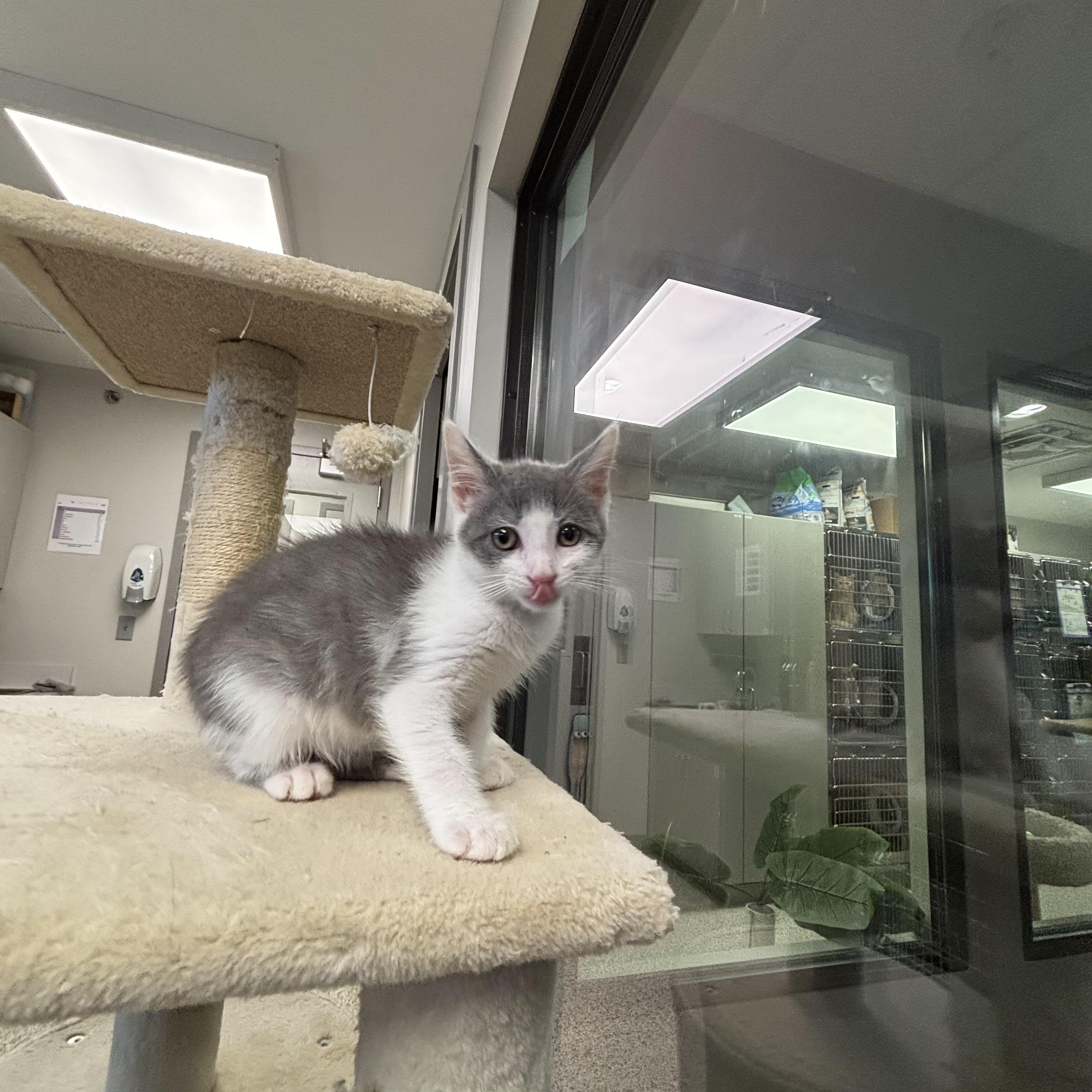Enlarge Santitas, a ADOPTABLE Domestic Short Hair in Liberty, MO image 3/4