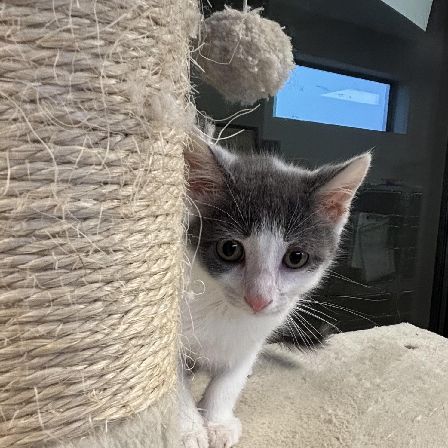 Enlarge Santitas, a ADOPTABLE Domestic Short Hair in Liberty, MO image 4/4