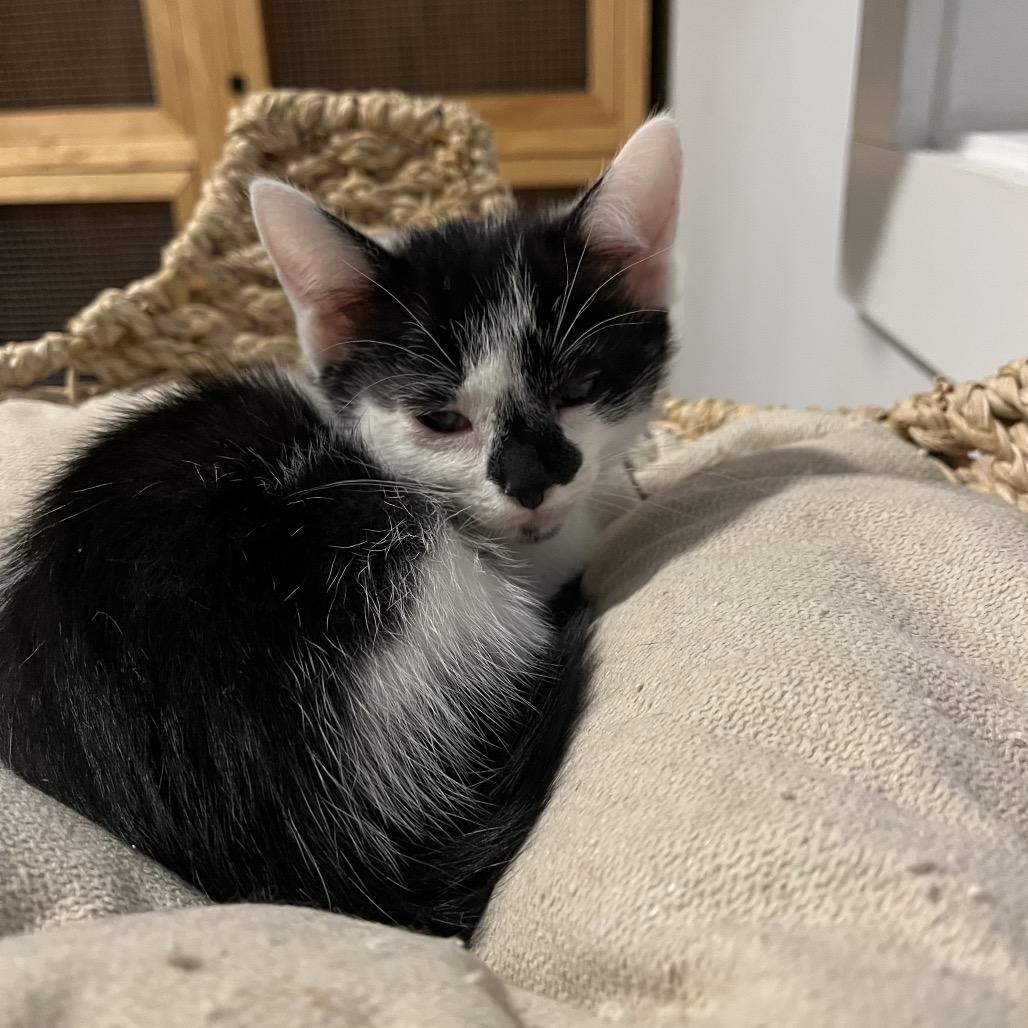 Spur, Adoptable, Young Male Domestic Short Hair.