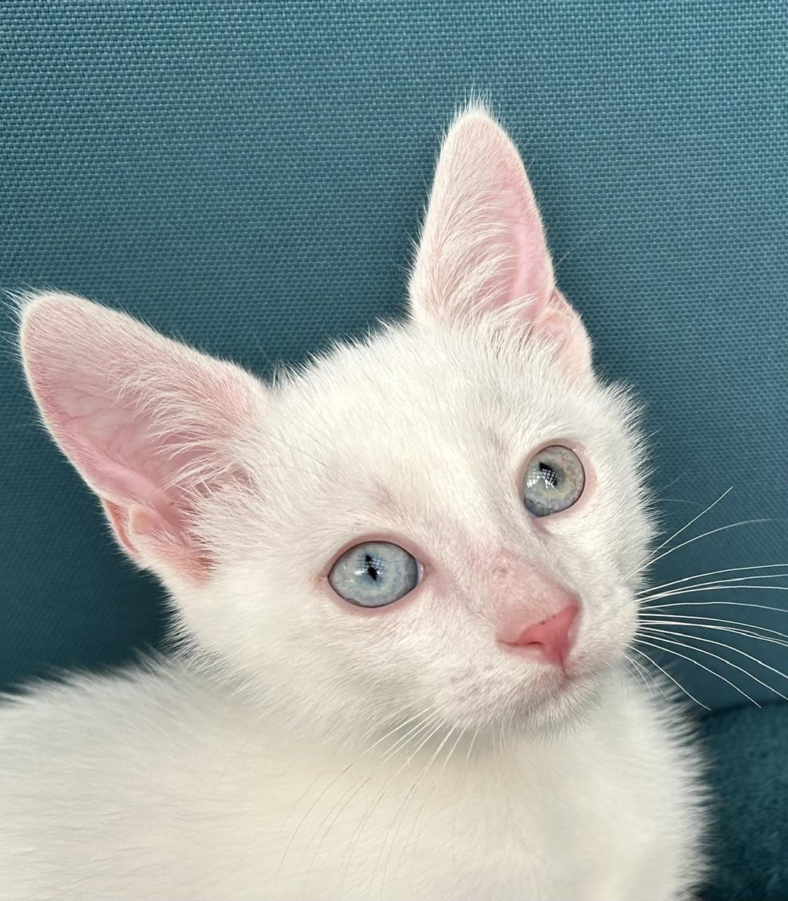 Bear, adoptable, Kitten Male Domestic Short Hair.