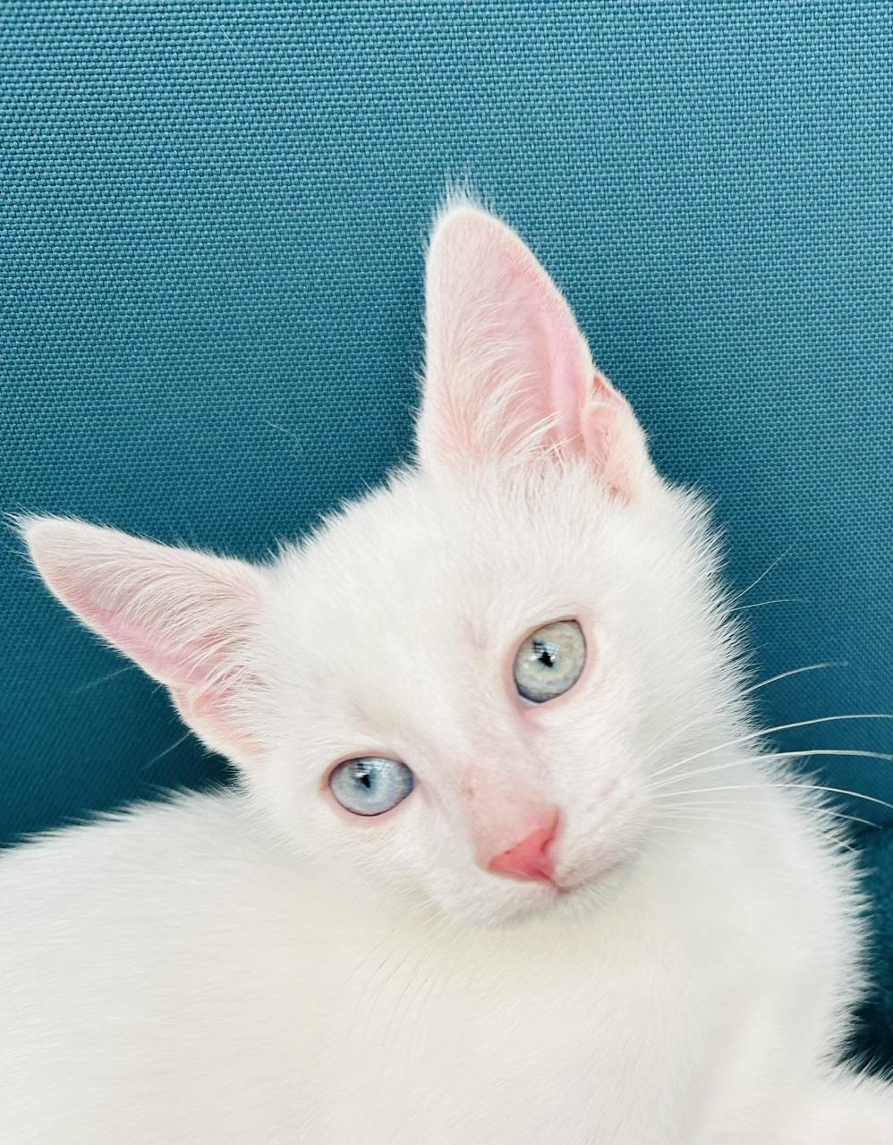 Bear, an adoptable Domestic Short Hair in Austin, TX image 2/4