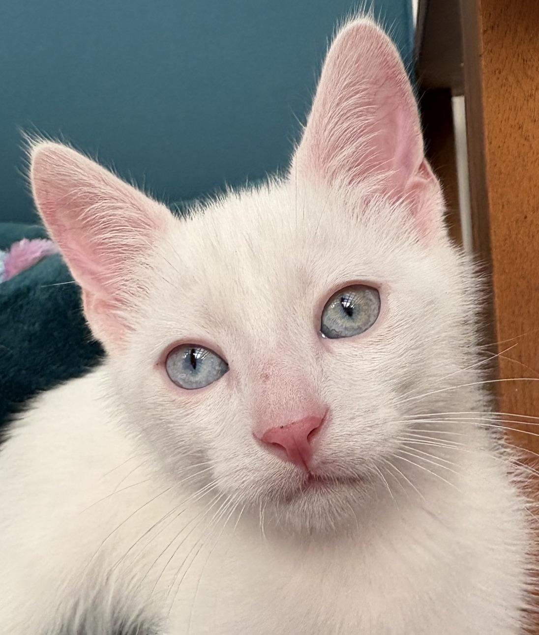Bear, an adoptable Domestic Short Hair in Austin, TX image 3/4