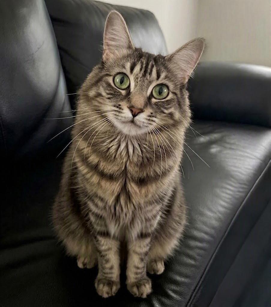 Storm, Adoptable, Young Female Domestic Medium Hair.