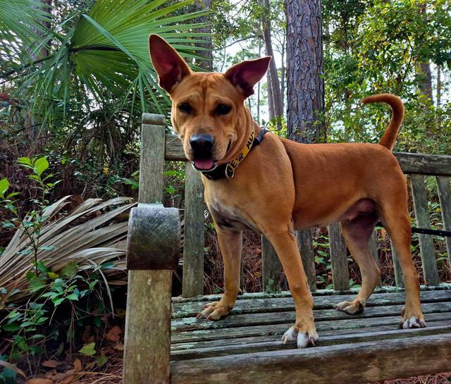 Enlarge BUTTERCUP, a Adoptable Carolina Dog in Brunswick, GA image 1/1