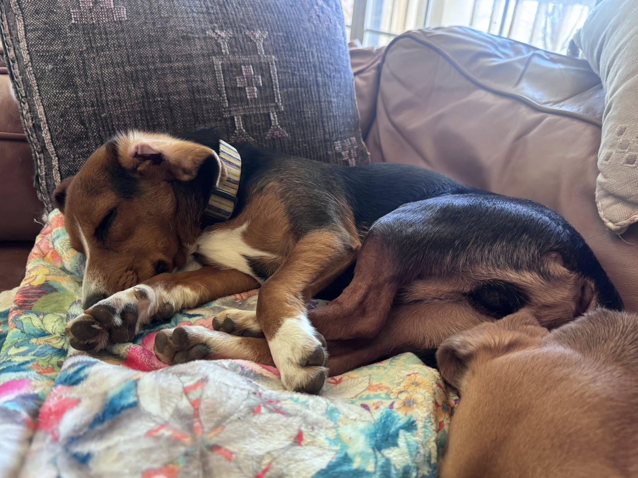 Enlarge Hertzel, a ADOPTABLE mixed breed in East Point, GA image 3/4