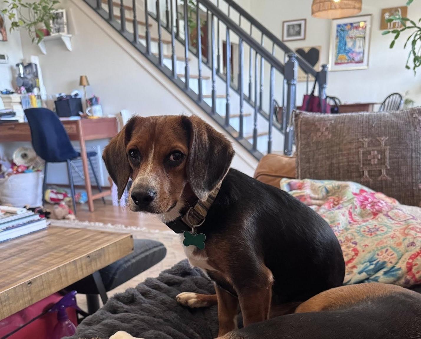 Enlarge Hertzel, a ADOPTABLE mixed breed in East Point, GA image 2/4