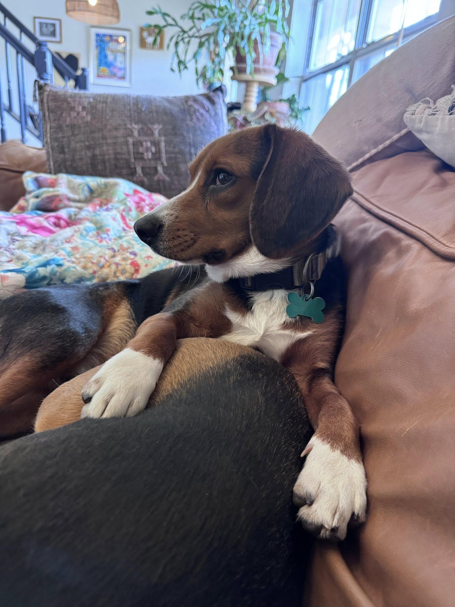 Enlarge Hertzel, a ADOPTABLE mixed breed in East Point, GA image 4/4