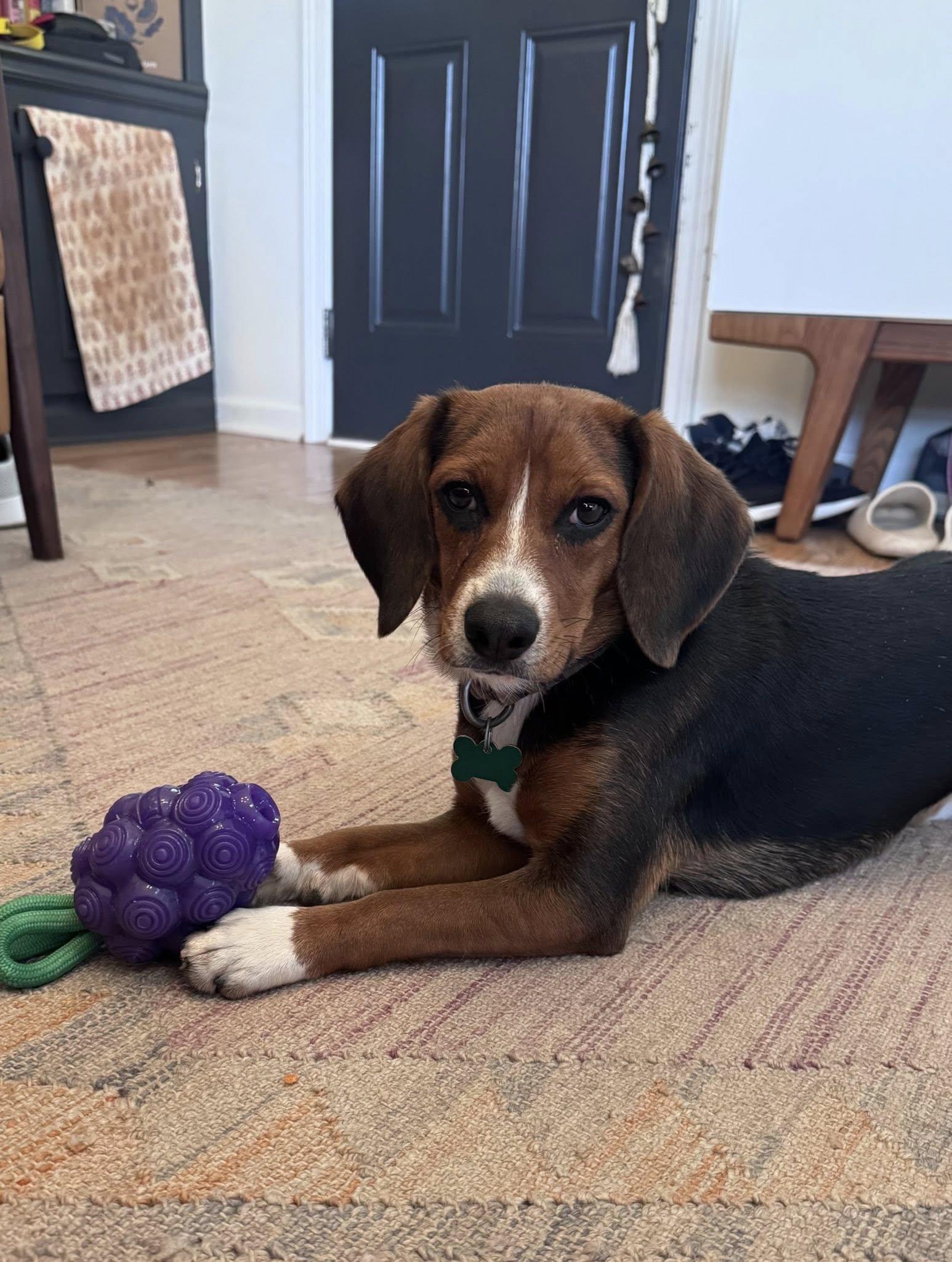 Hertzel, ADOPTABLE, Young Male Beagle.