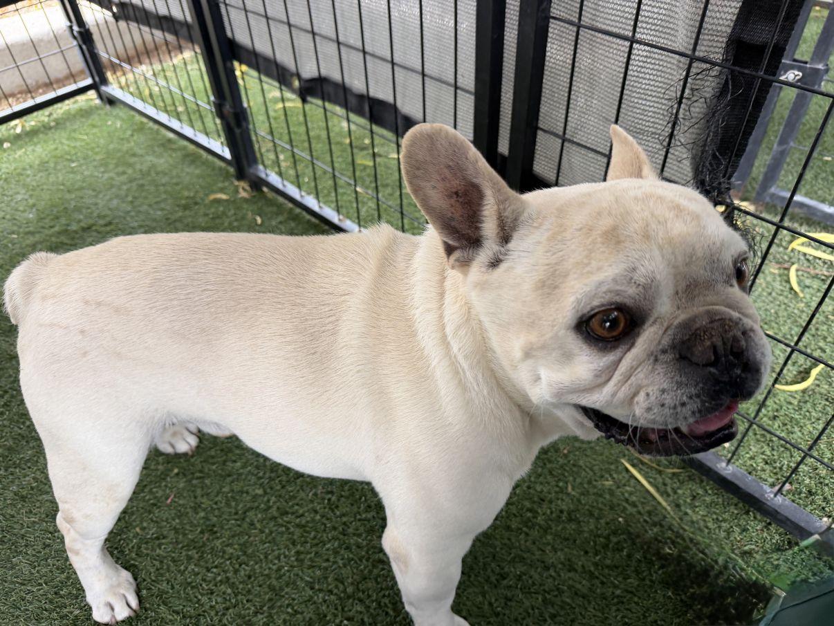 Enlarge Jacques, an adopted French Bulldog in El Paso, TX image 2/6