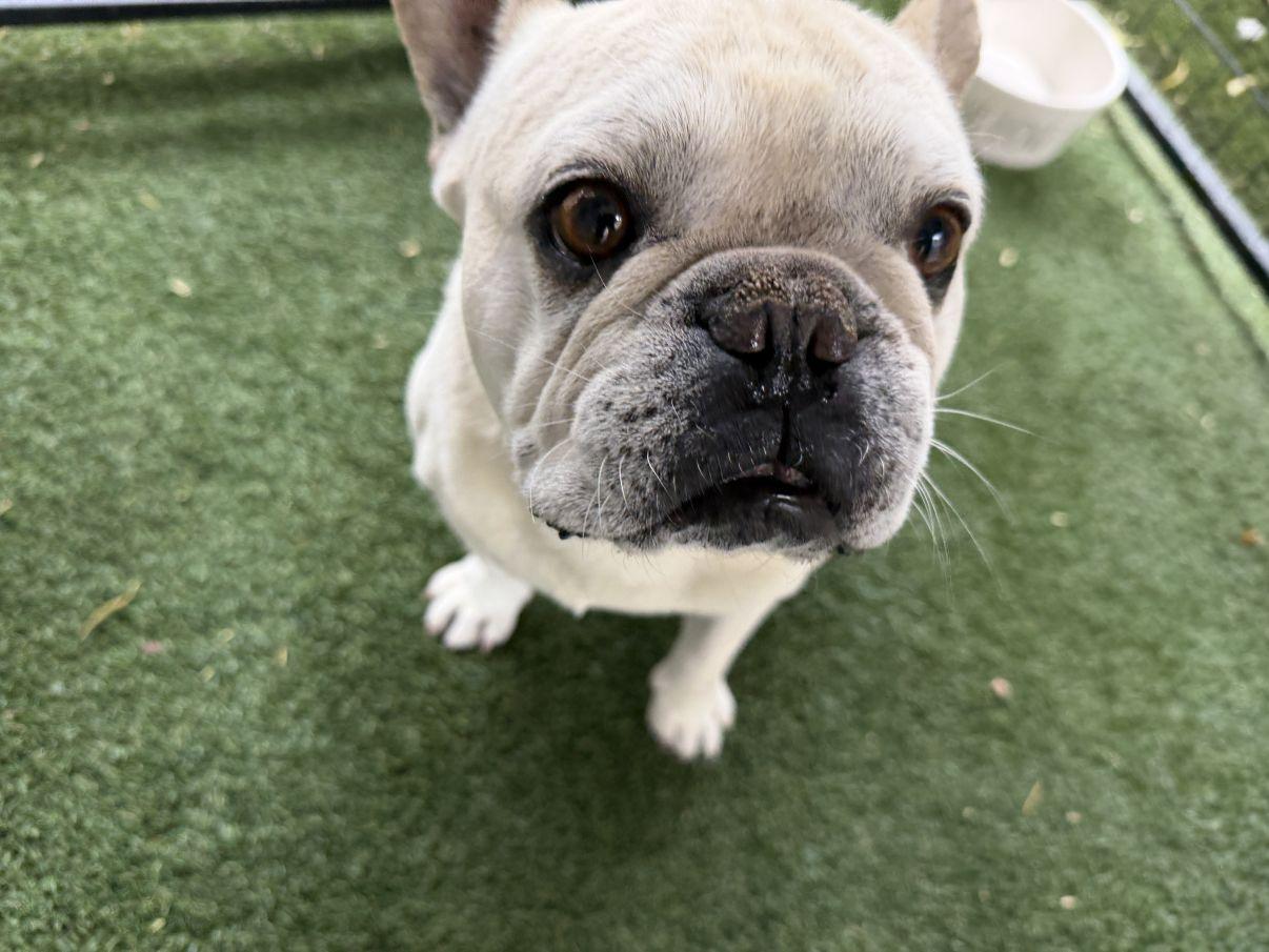 Enlarge Jacques, an adopted French Bulldog in El Paso, TX image 3/6