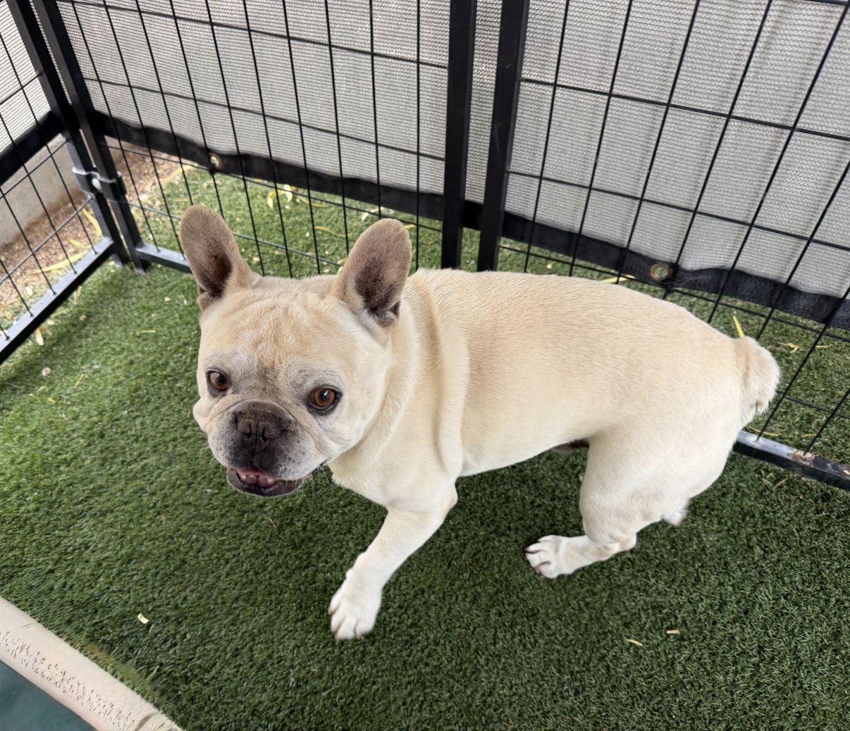 Enlarge Jacques, an adopted French Bulldog in El Paso, TX image 4/6