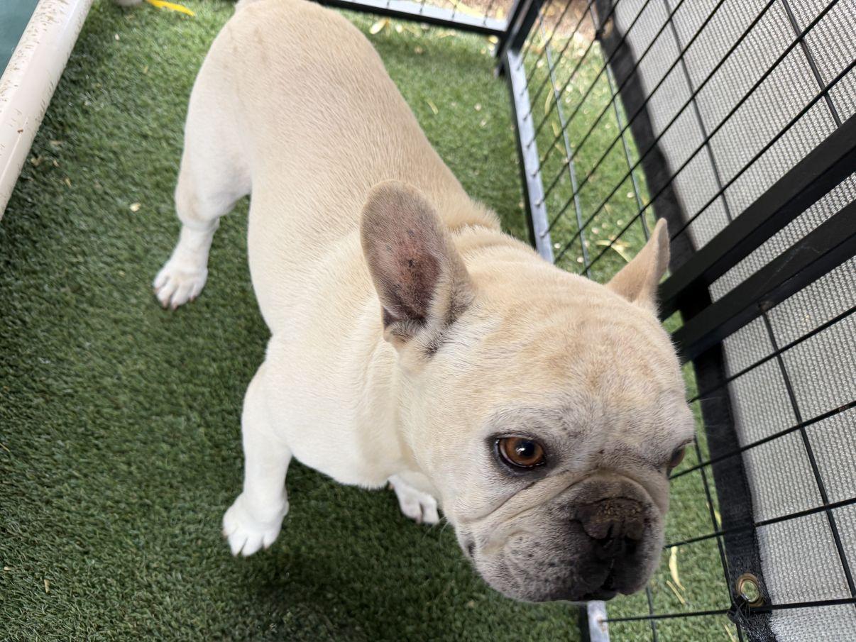 Enlarge Jacques, an adopted French Bulldog in El Paso, TX image 6/6