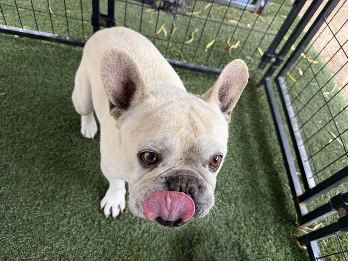 Enlarge Jacques, an adopted French Bulldog in El Paso, TX image 5/6