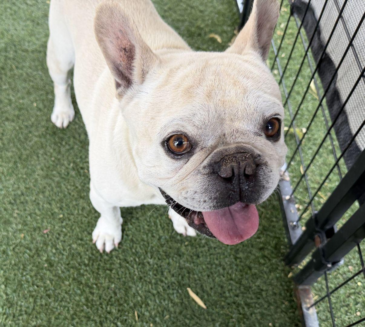 Jacques, adopted, Young Male French Bulldog.