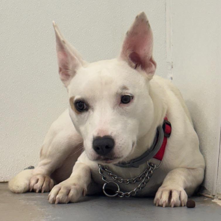 Enlarge Tully, a Adoptable mixed breed in Easton, PA image 1/2