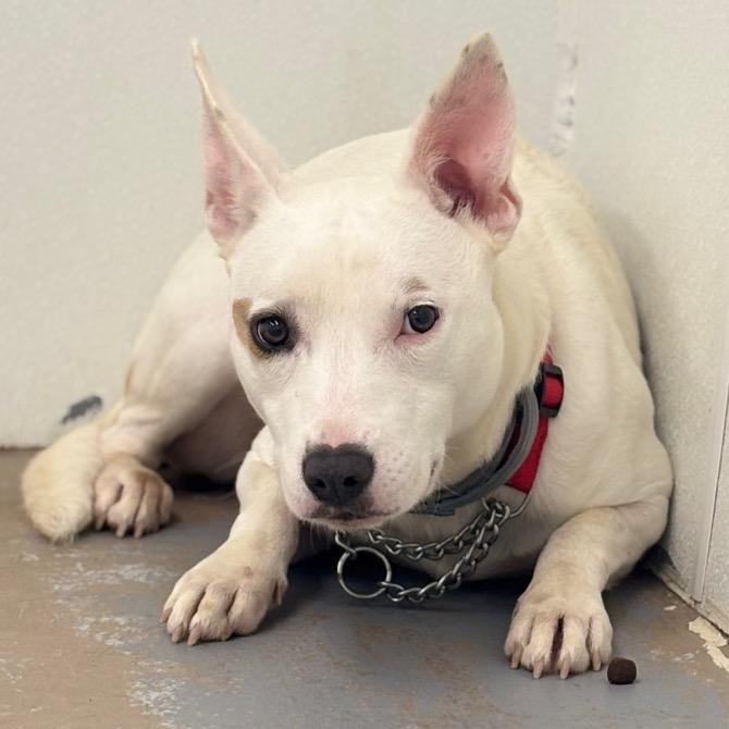 Enlarge Tully, a Adoptable mixed breed in Easton, PA image 2/2