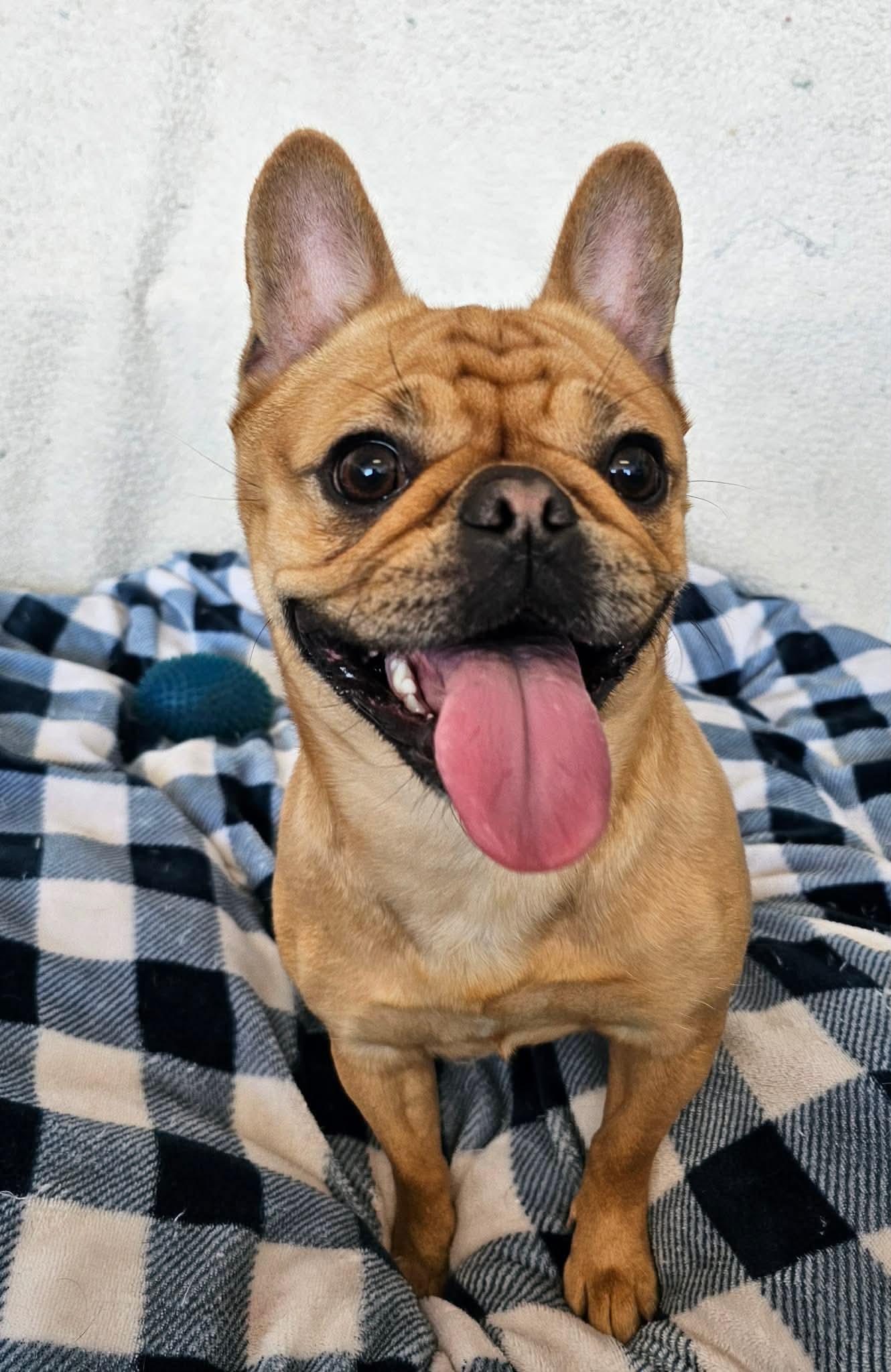 Enlarge Summer , a ADOPTABLE French Bulldog in Joliet, IL image 2/2