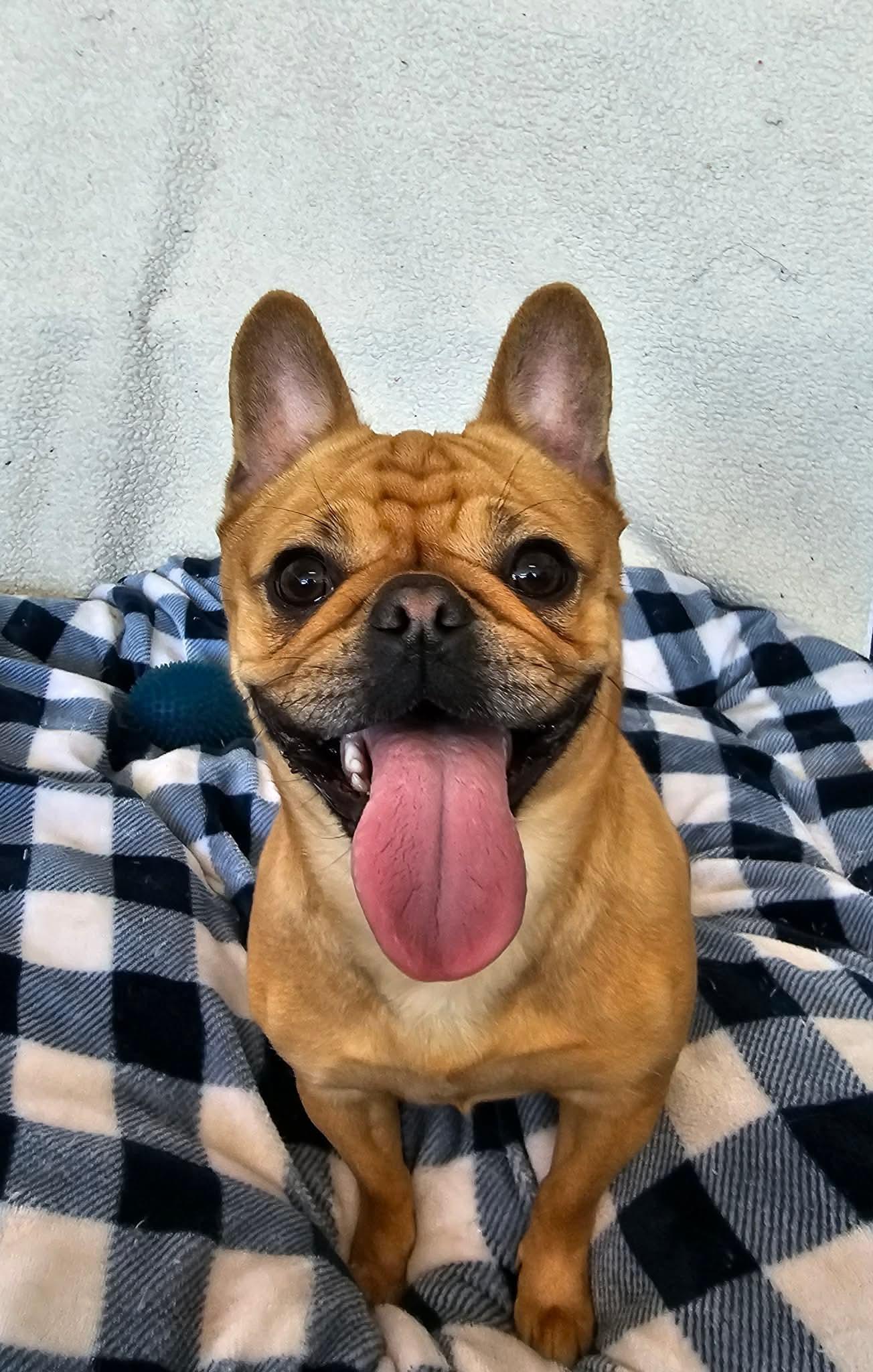 Summer , ADOPTABLE, Young Female French Bulldog.
