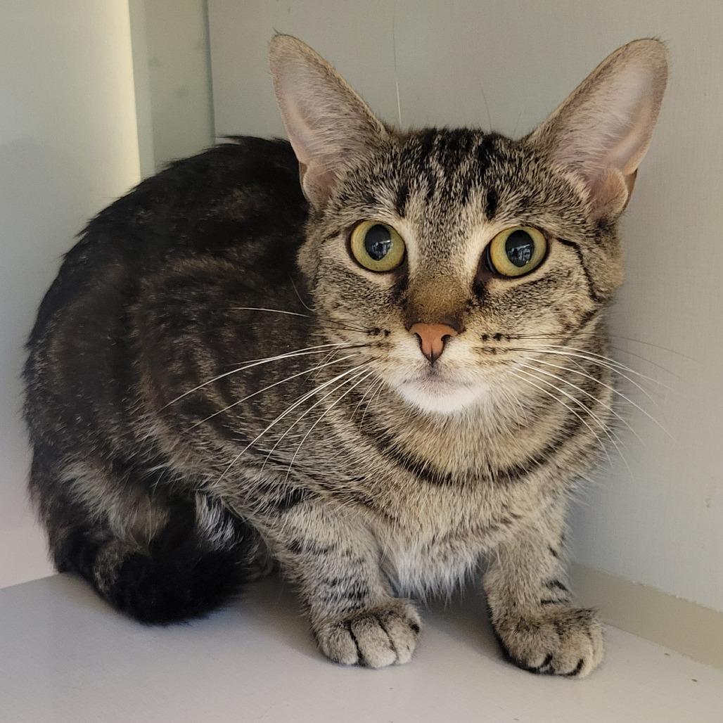 Moose, Adoptable, Adult Female Domestic Short Hair.
