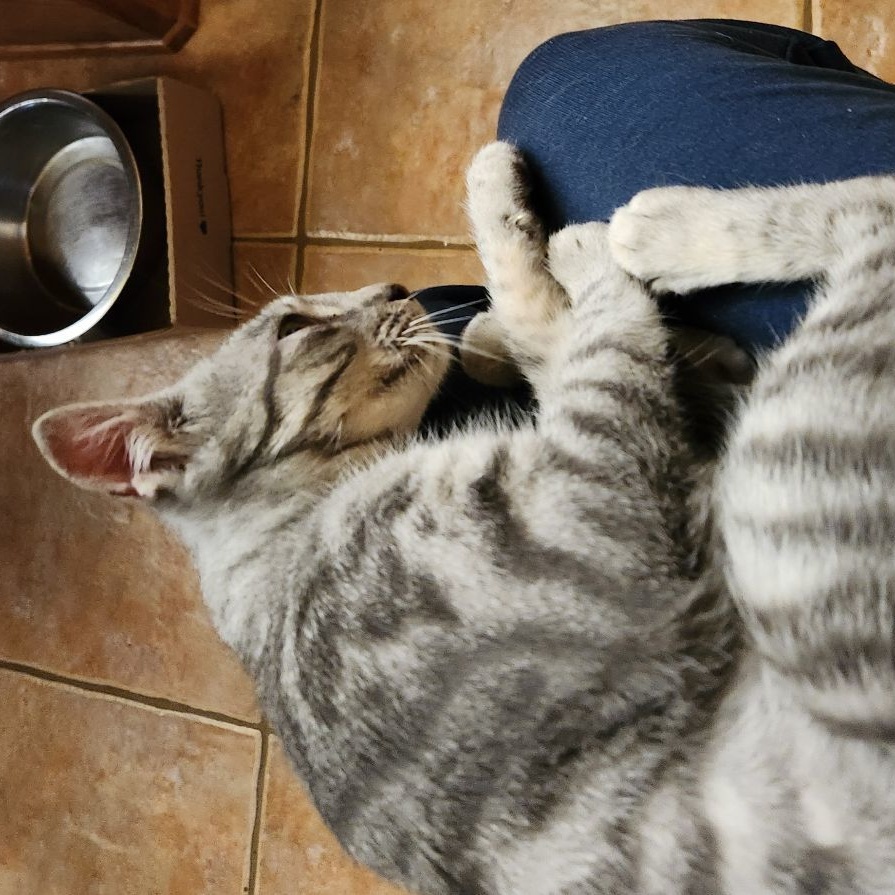 Enlarge Faith, a Adoptable mixed breed in Magnolia, TX image 4/6